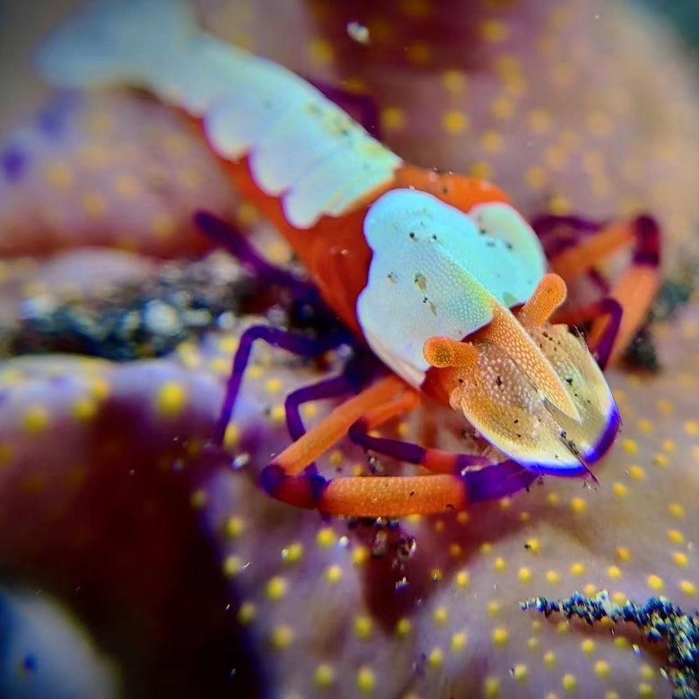 DiveVolk SeaTouch 4 Max Underwater Housing Close Shot Kit-