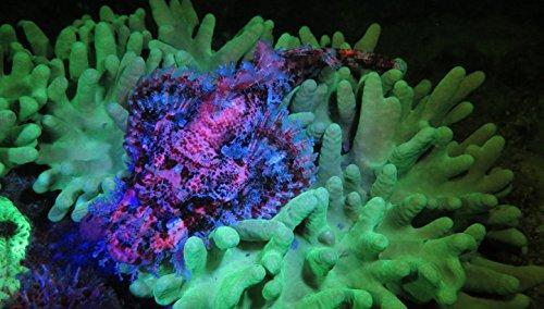 Used Sealife Sea Dragon Fluoro-Dual Beam Light Kit-