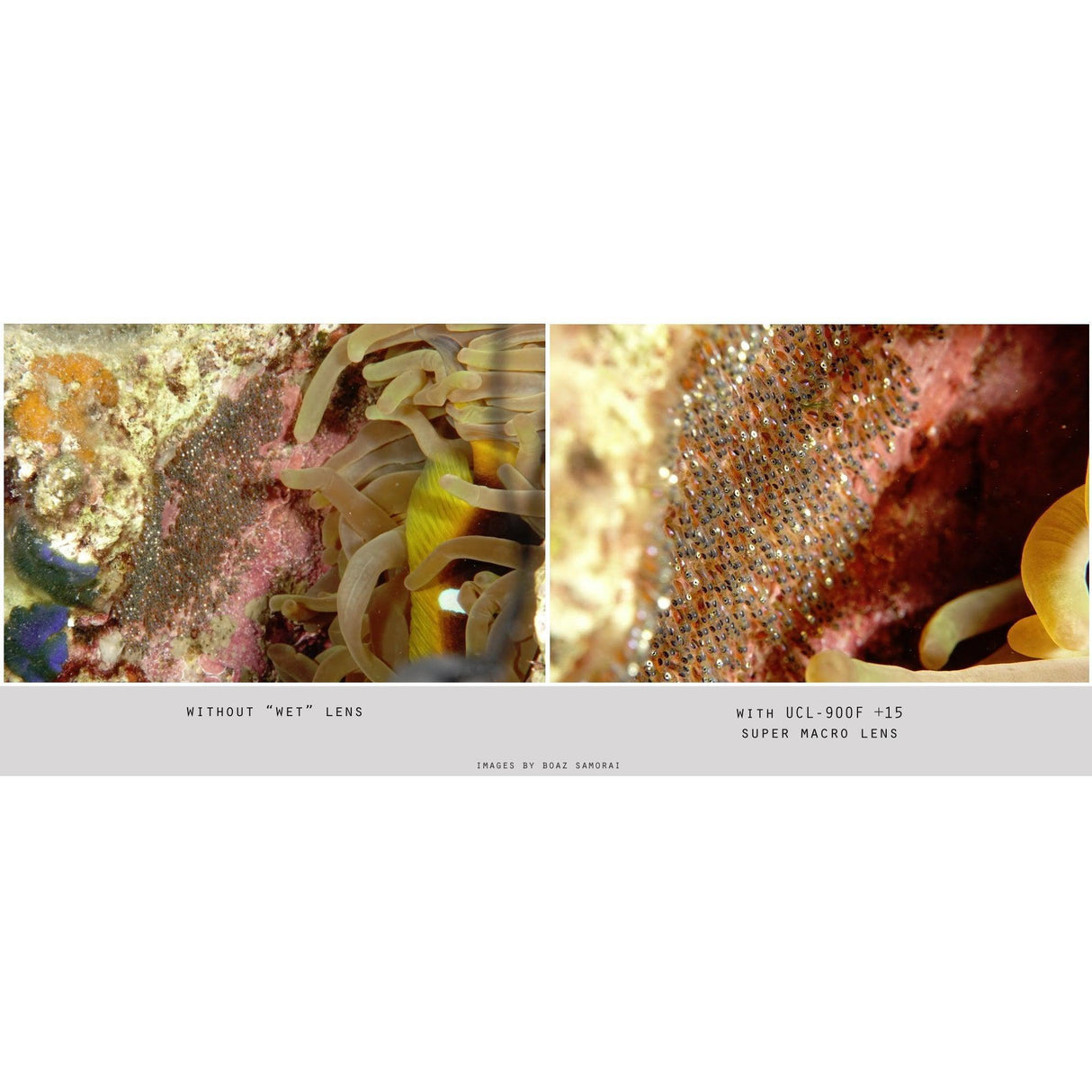 Fantasea UCL-900F +15 Super Macro Lens-