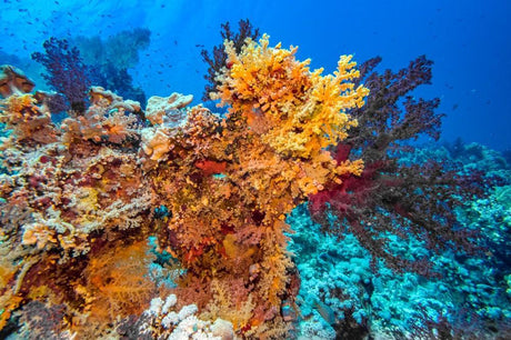 Beneath the Surface: A Heartfelt Journey into the Impact of Climate Change on Coral Reefs