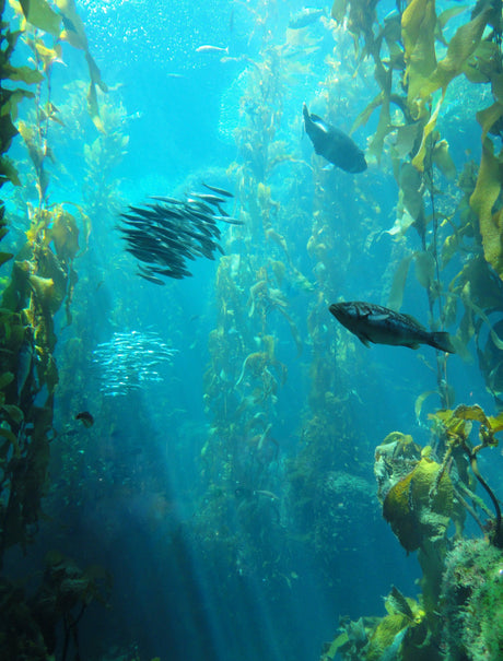 Sunlight filters through a California giant kelp forest, revealing the towering kelp canopy and the marine life below