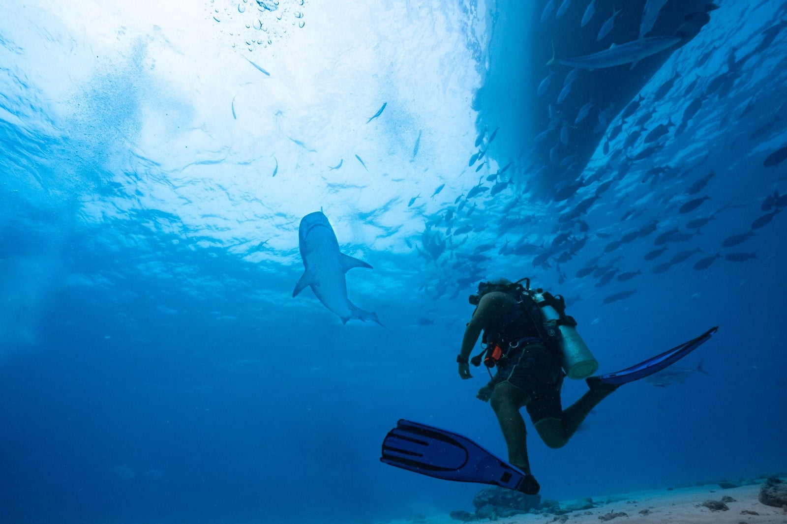 Scuba diver observing a shark in clear blue water