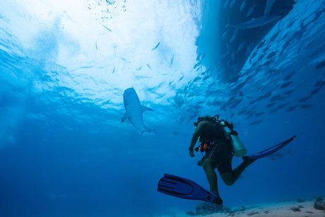 Scuba diver observing a shark in clear blue water