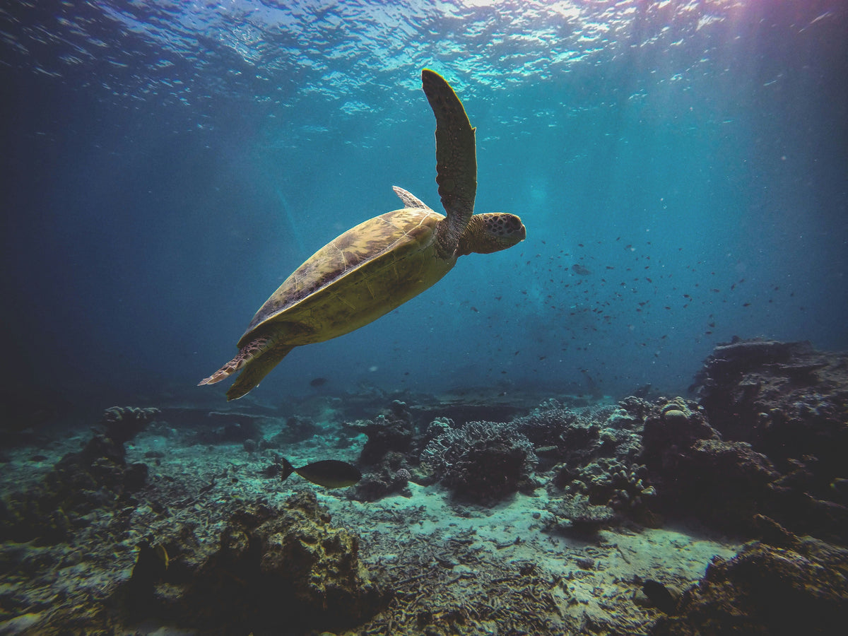 How to Identify Sea Turtles Underwater: A Diver's Guide to the Seven Species