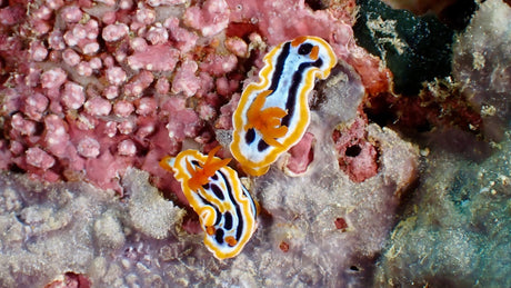 Two Chromodoris annae nudibranchs crawling over coral on a reef in the Philippines