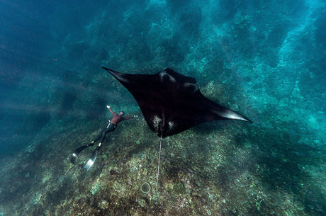 Scuba diver watching a manta ray glide past in clear blue water
