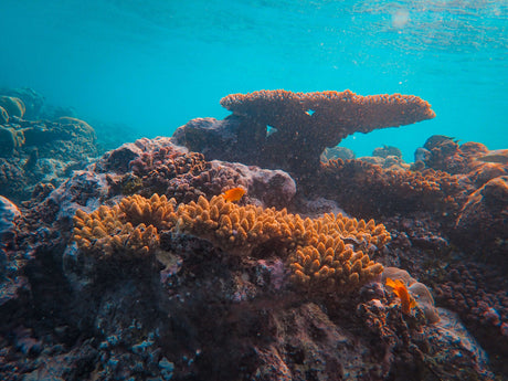 Low-Impact Diving: How to Protect Coral Reefs on Every Dive