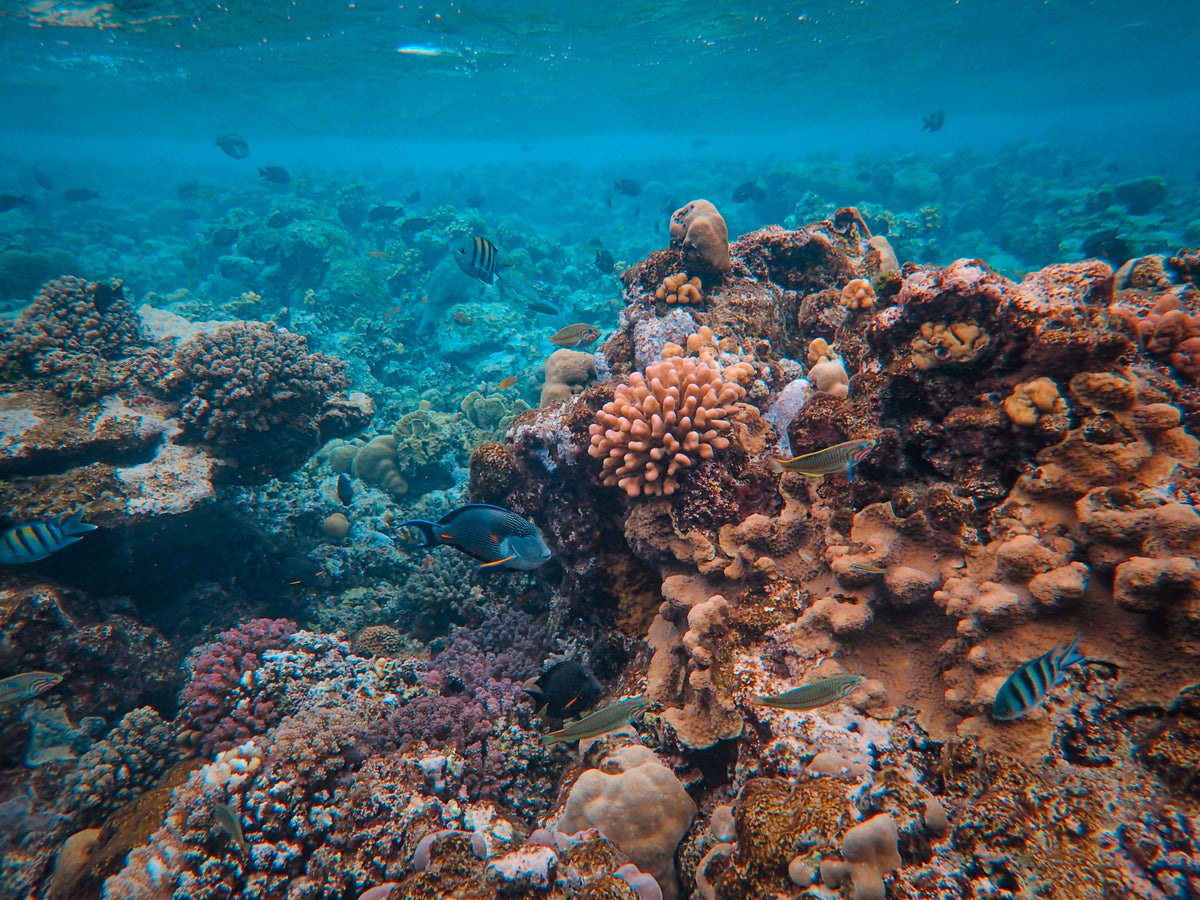 Scuba Diving in Hawaii: Best Islands and Dive Sites, When to Go, Wildlife Rules, and What to Pack