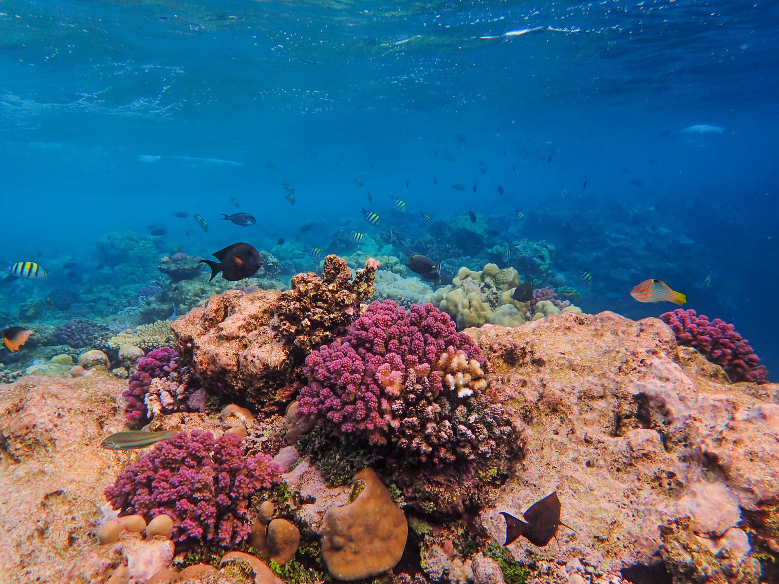 Reef-Safe Sunscreen for Divers: A Marine Biologist's Guide to Protecting Coral Reefs