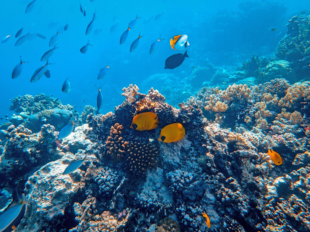 Diving the Red Sea in Egypt: Liveaboard Routes, Seasons, Marine Park Rules, and Gear