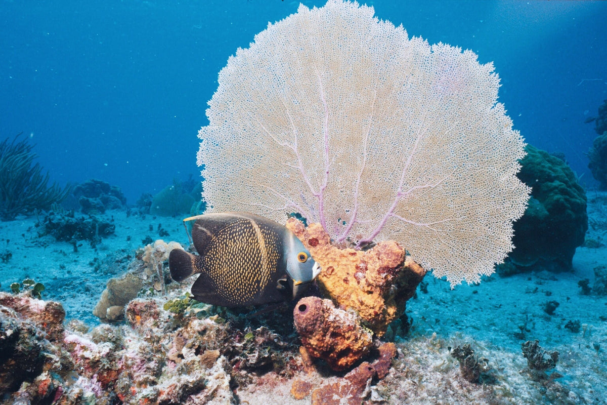 Diving in Belize: The Great Blue Hole, Best Atolls and Reefs, When to Go, and What to Pack