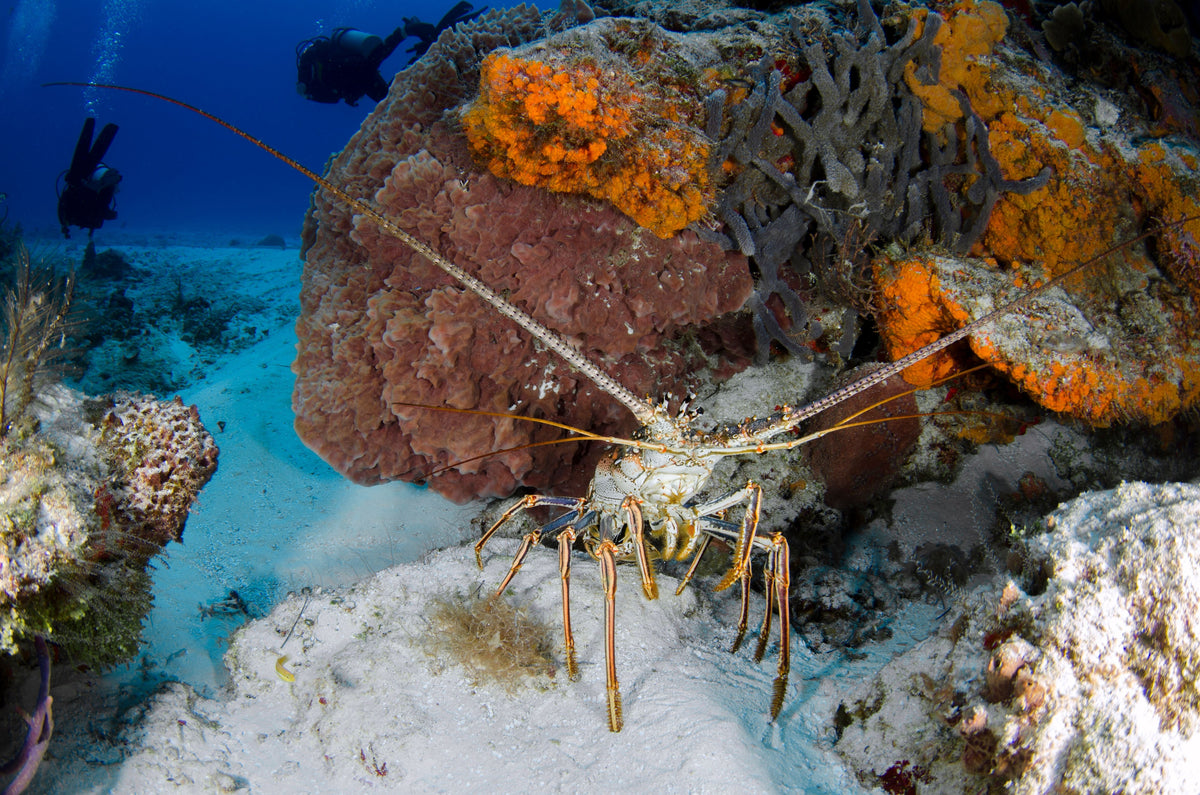 Spiny lobster on a reef with scuba divers in the background