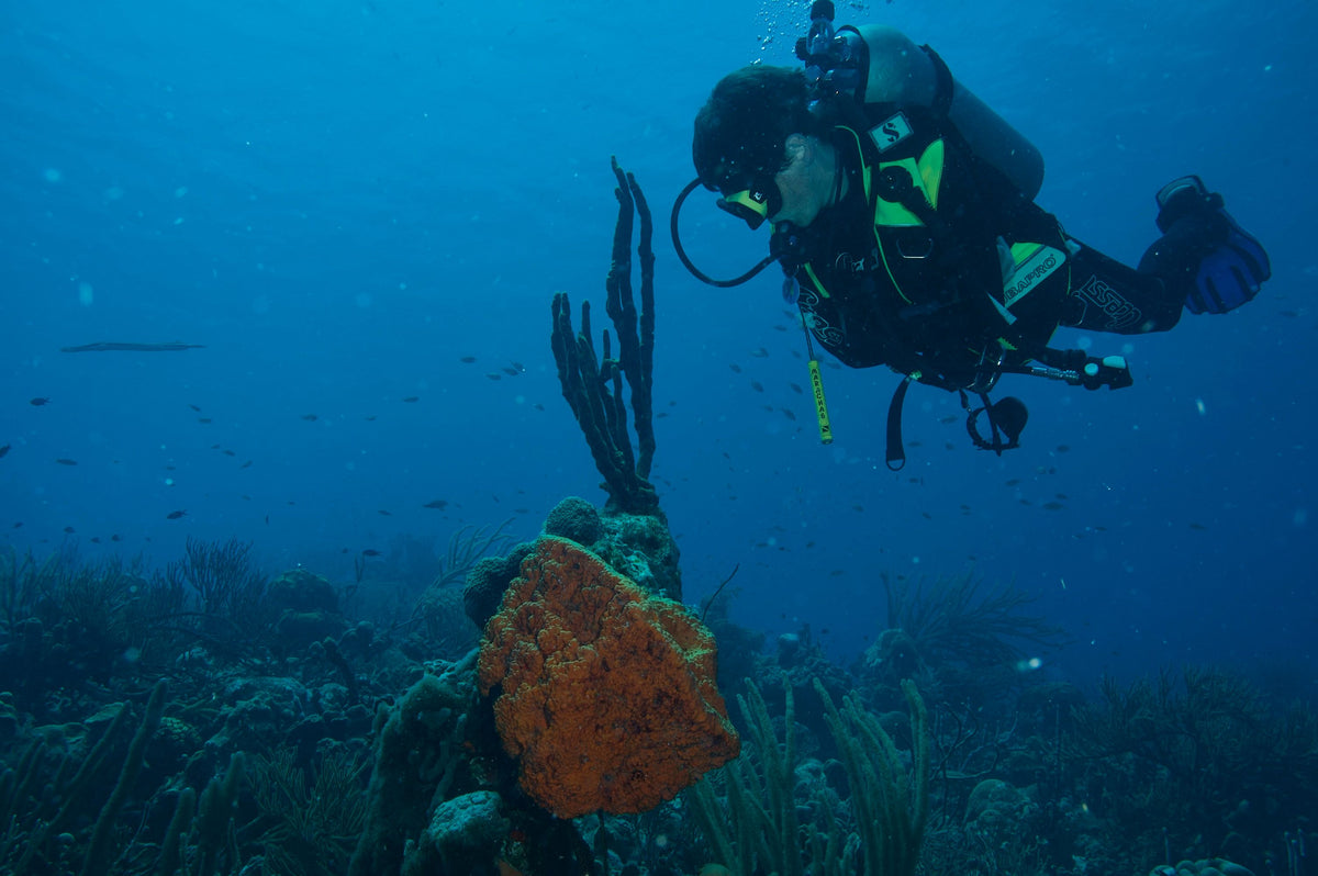 Diving Bonaire: A Shore Diving Guide to Marine Park Rules, Best Sites, Seasons, and Gear