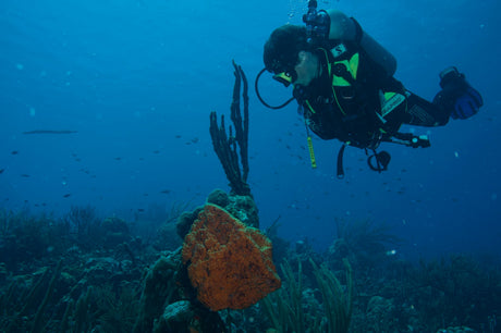 Diving Bonaire: A Shore Diving Guide to Marine Park Rules, Best Sites, Seasons, and Gear