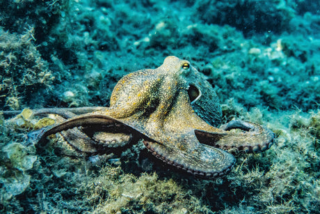 Diving With Octopuses: How to Find Their Dens, Read Their Behavior, and Watch Without Disturbing Them