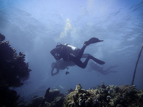 How to Become a Citizen Science Diver: Volunteer Programs Any Certified Diver Can Join