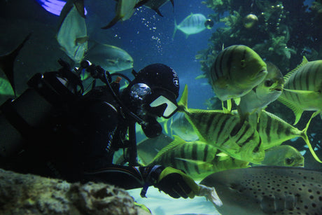 How to Become a Volunteer Diver at an Aquarium: Requirements, Training, Gear, and How to Get Accepted
