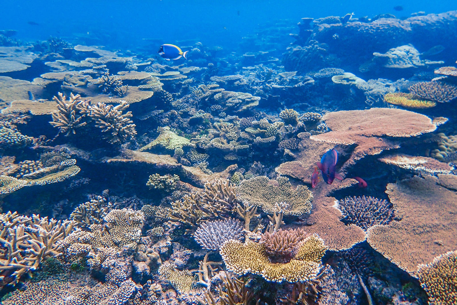 Marine Life Divers Should Never Touch: Identification, Risk, and First Aid