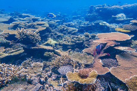Marine Life Divers Should Never Touch: Identification, Risk, and First Aid