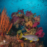 DiveVolk SeaTouch 4 Max Underwater Housing Almighty Kit-