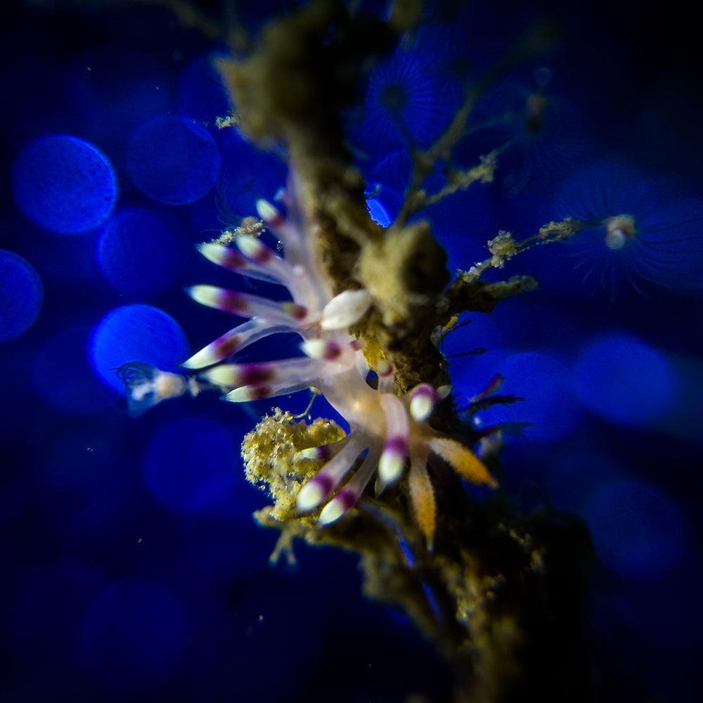 DiveVolk SeaTouch 4 Max Underwater Housing Close Shot Kit-