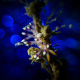 DiveVolk SeaTouch 4 Max Underwater Housing Close Shot Kit-