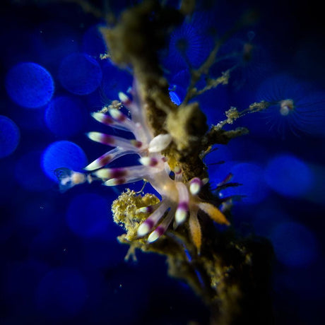 DiveVolk SeaTouch 4 Max Underwater Housing Close Shot Kit-