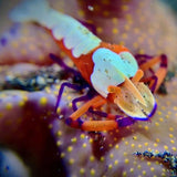 DiveVolk SeaTouch 4 Max Underwater Housing Close Shot Kit-