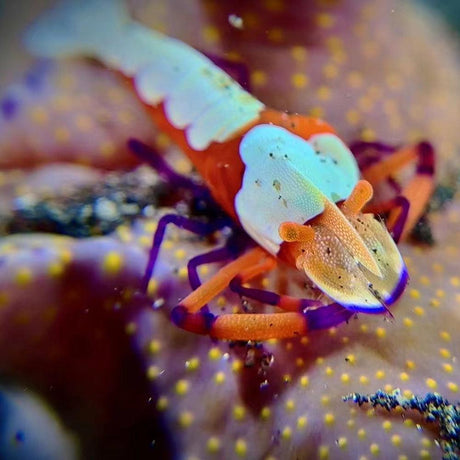 DiveVolk SeaTouch 4 Max Underwater Housing Close Shot Kit-