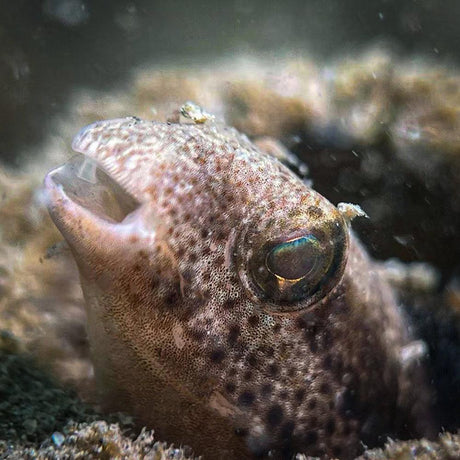 DiveVolk SeaTouch 4 Max Underwater Housing Macro Snoot Kit-