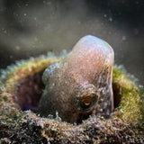 DiveVolk SeaTouch 4 Max Underwater Housing Macro Snoot Kit-