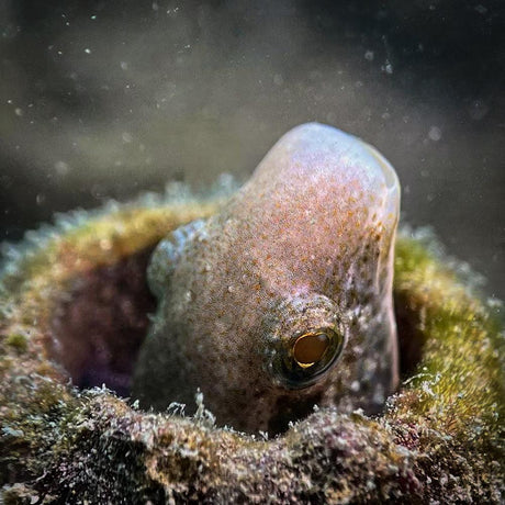 DiveVolk SeaTouch 4 Max Underwater Housing Macro Snoot Kit-