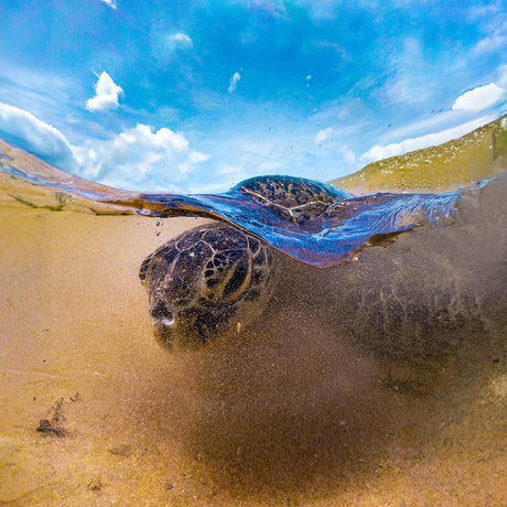 DiveVolk Water Sports Kit-