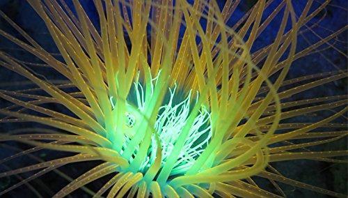 Open Box Sealife Sea Dragon Fluoro-Dual Beam Light Kit-