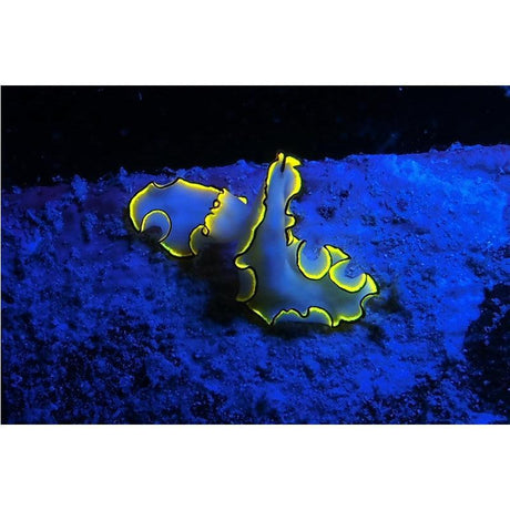 SeaLife Sea Dragon Fluoro-Dual Beam-