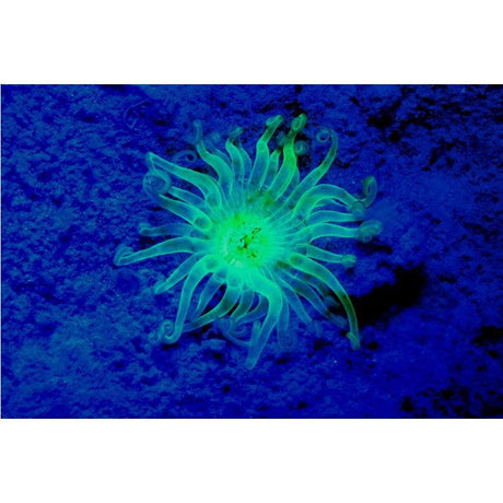 SeaLife Sea Dragon Fluoro-Dual Beam-